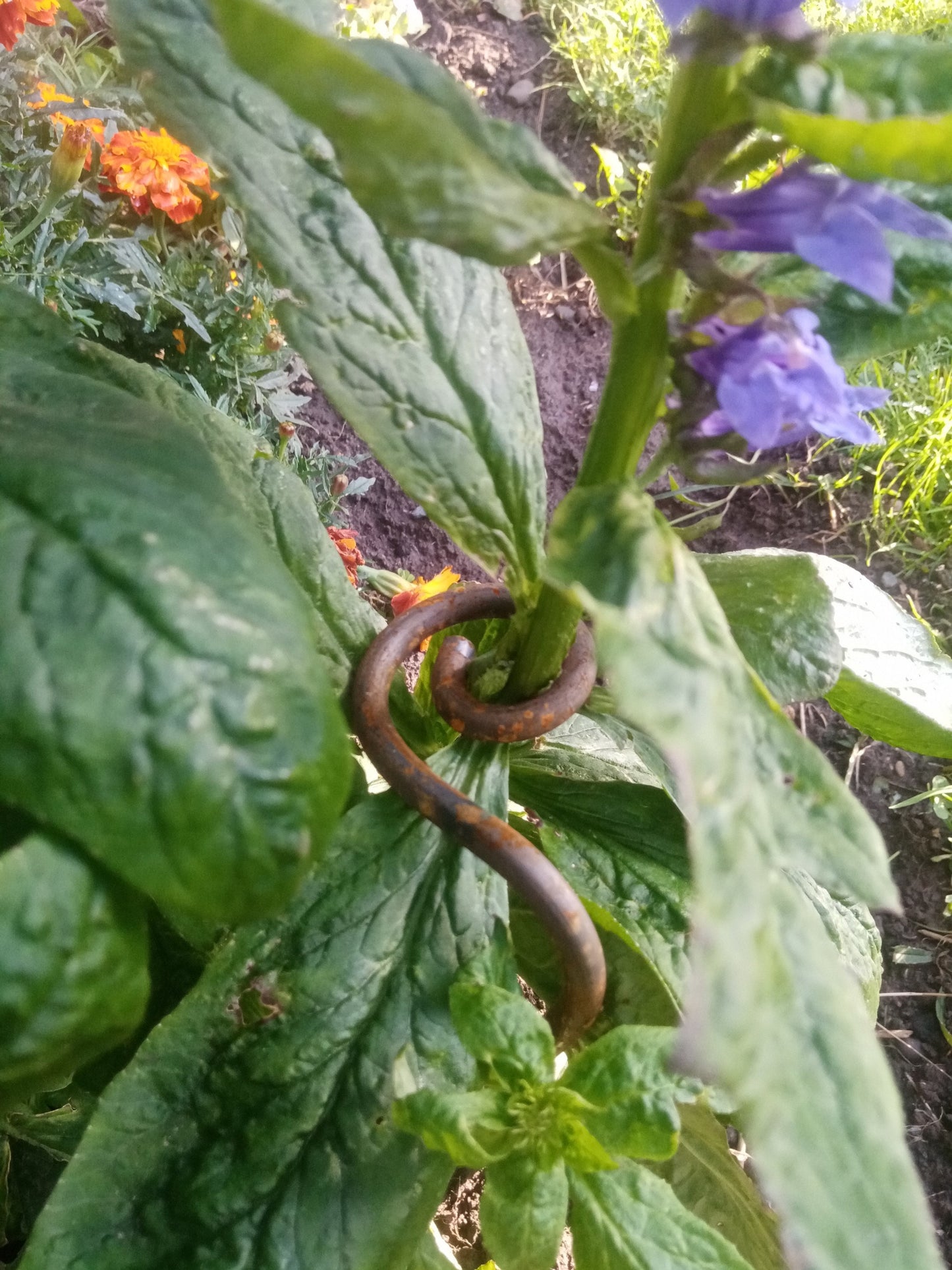 Spiral Plant Cane (set of 3)
